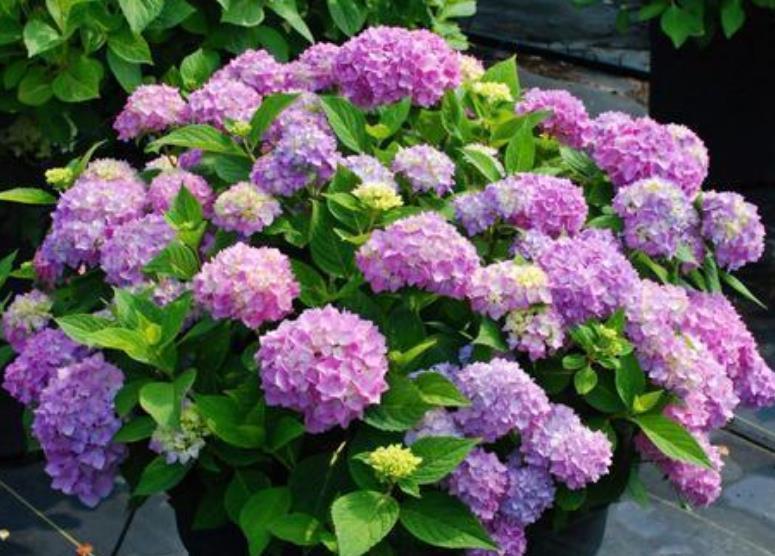 4种花是“爆盆能手”,开花多又漂亮,随便一养成花海!