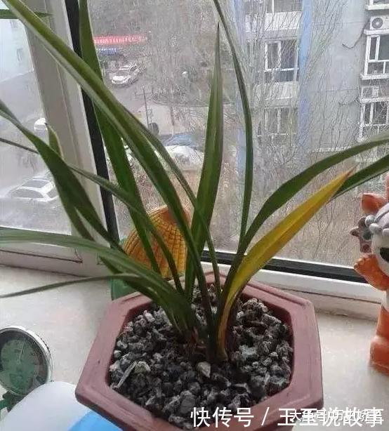 盆里加点它,养花10年不黄叶,年年花开不断!