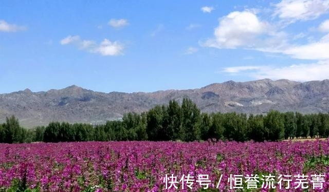 旅游|山丹旅游 ▏绚烂花海 如约而来！