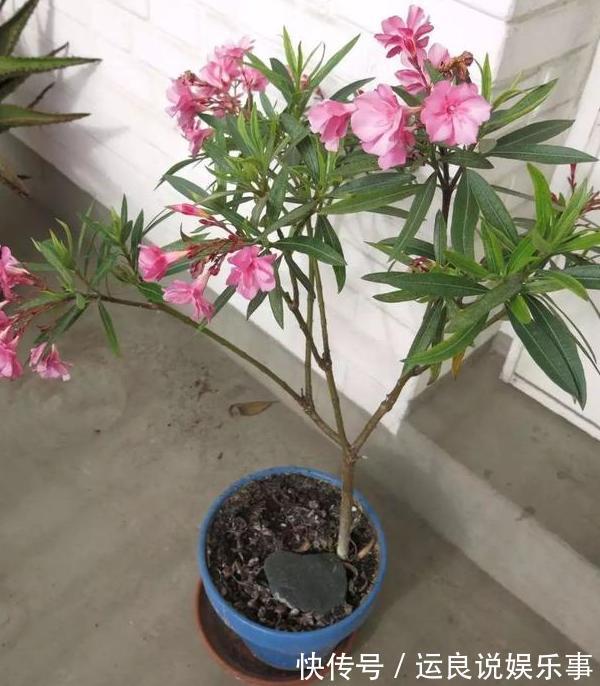 家里盆栽植物的要注意:此4种进屋,既对健康不利又影响运气