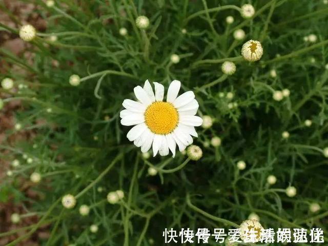 家庭里养“5种草”,能净化空气,还能抵御“蚊虫”,快点行动吧