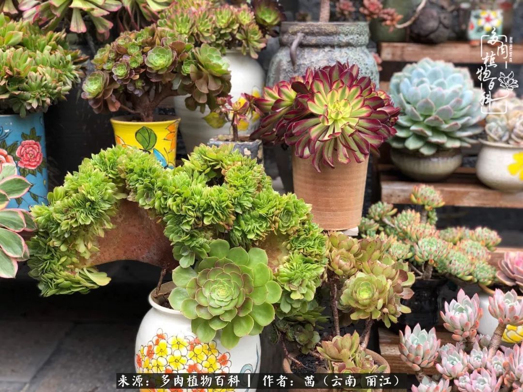 一年四季不同景，一院多肉陪我后半生！