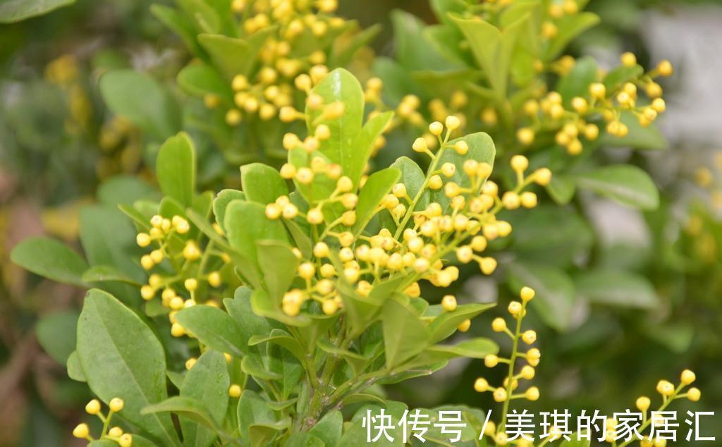 光照|想要米兰长大一圈,几点养护要做好,不仅长得快,还能持续开花