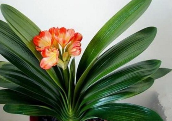 养二十年君子兰一直用此方法,不烂根,年年开花不夹箭