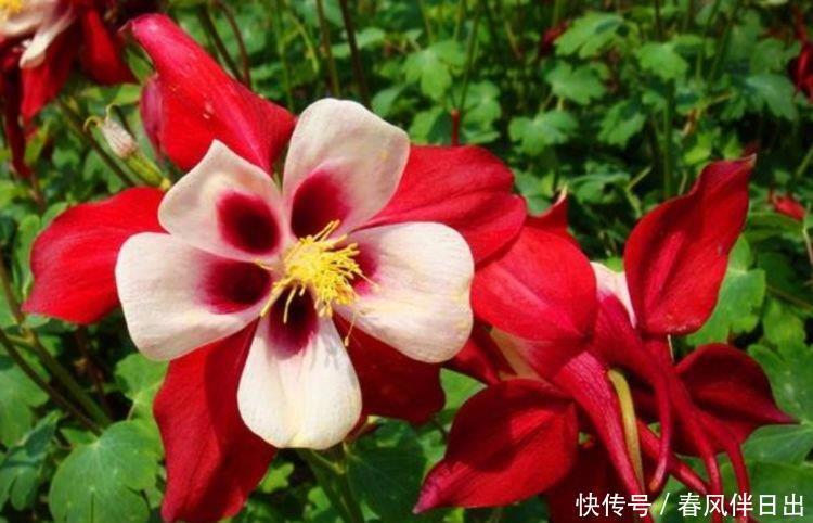 开花最香的4种花,家里养一盆,比牡丹还美,年年开花美翻