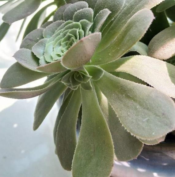 多肉盆栽：懒人必养的几种多肉，1盆轻松变10盆，越养越上瘾