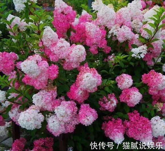 这9种花园,随便1个都美上天了,有一种这辈子就满足了!