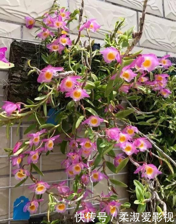 门前石头上长了一丛草,朋友出1000元来买,开起花来真漂亮!