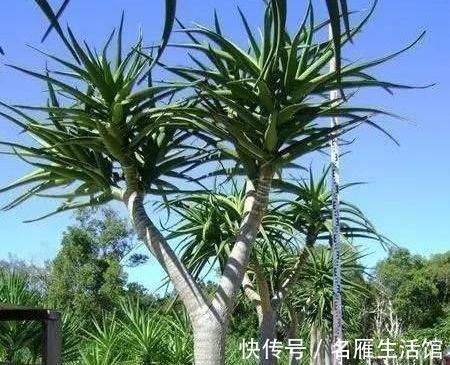 悬念|芦荟年年“满小崽”，到底怎么养，做好4点，爆盆毫无悬念
