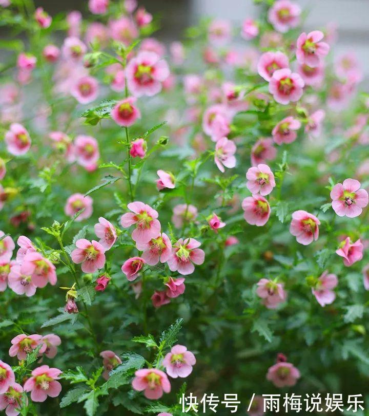 木槿|急性子养的6种花,长的快、爆花多,1盆能开大半年!