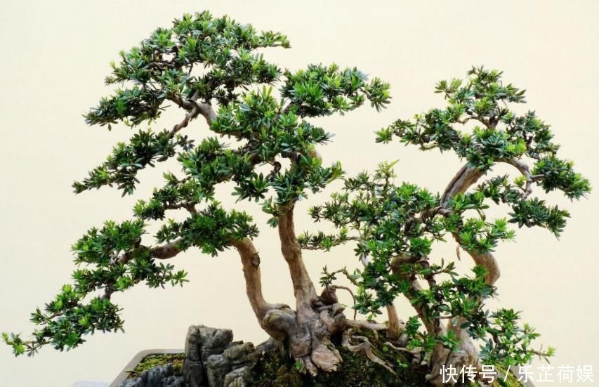 想要把小苗罗汉松，快速打造成“老桩盆景”，要做好这“几点”