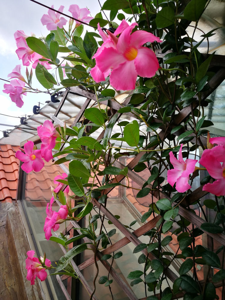 几种花很耐养,沾土就能活,有阳光就爆盆,给点水就疯长,太好养