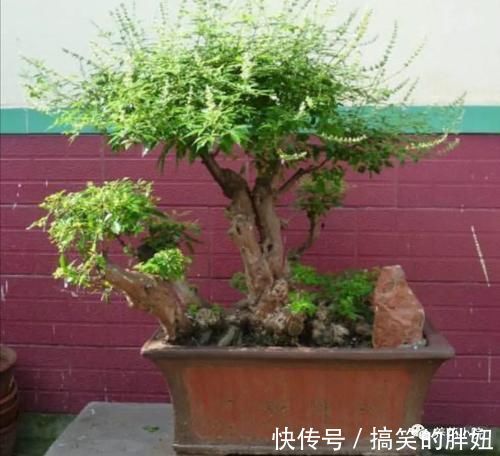 修剪|农村大爷不养花,用山上黄荆做成盆景,更具观赏性