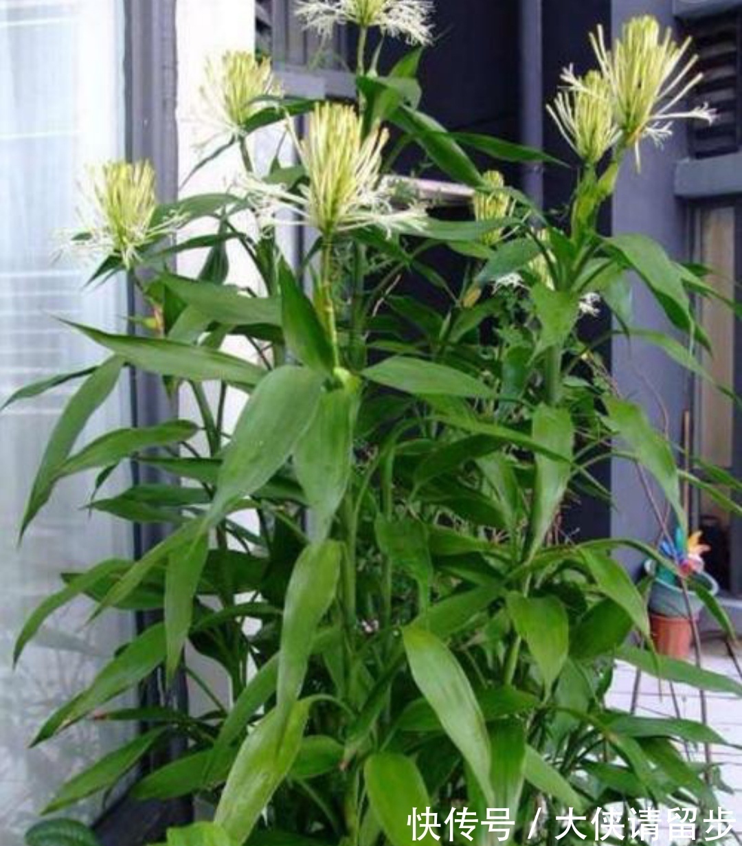 “人养花三年,花养人一生!”家居盆花100种,总有几款你喜欢