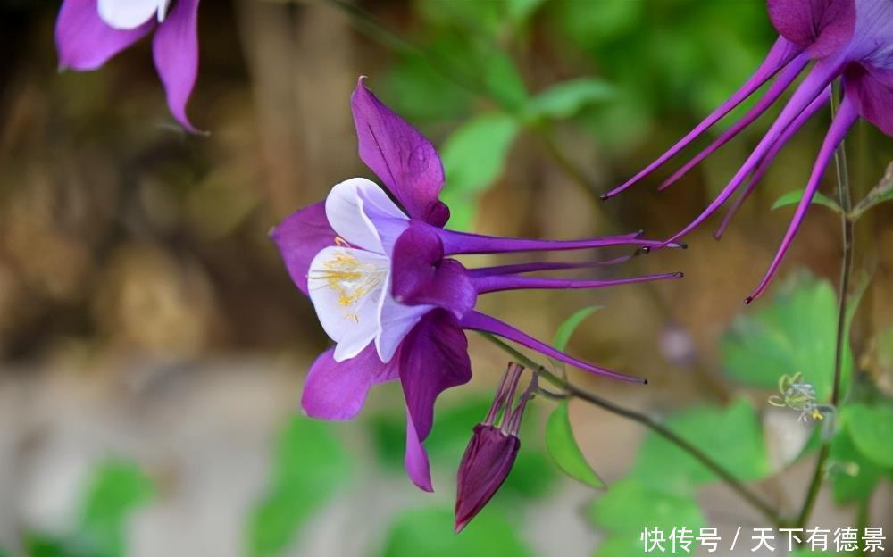 猫爪花养护技巧!做好这3点,花就开得多