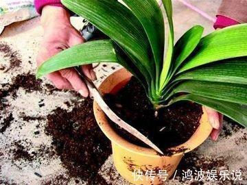 水君子兰|君子兰生长，离不开的2种水，15天来一次，肥厚油绿，开花不夹箭