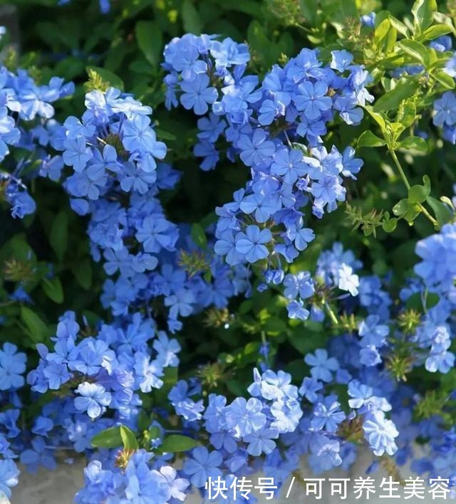 这些植物一定要勤浇水,不然分分钟“渴死”!