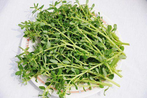 嫁接|农村“除不尽”的杂草,却是治病的“药王”,还能嫁接太阳花