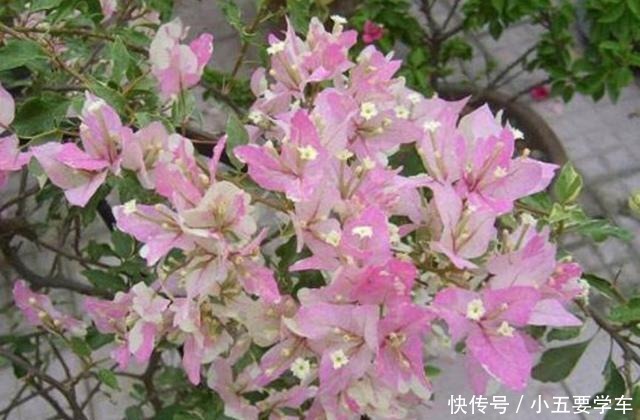 家里养的三角梅,花后给它做好4件事,用不了多久就能再次开花!