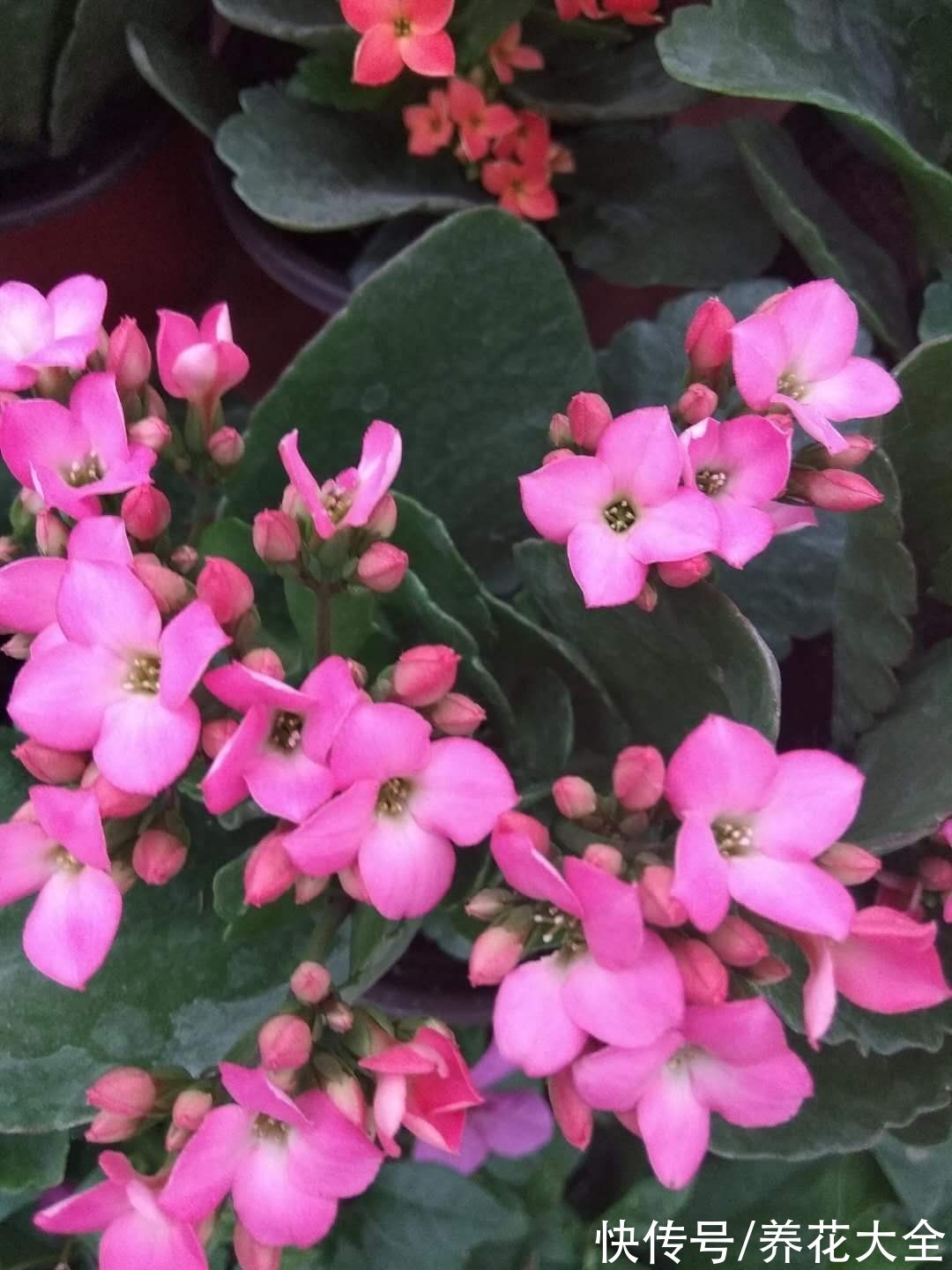 绣球花|中秋节一到，送礼太疯狂，不同的人适合送不同的花