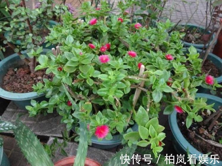 肥料|又把花养死了赶紧用这种“万能水”，果皮酵素养啥活啥