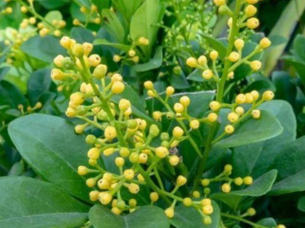 养花就养这几款，花朵小巧玲珑，花叶俱美，养盆放阳台美极了