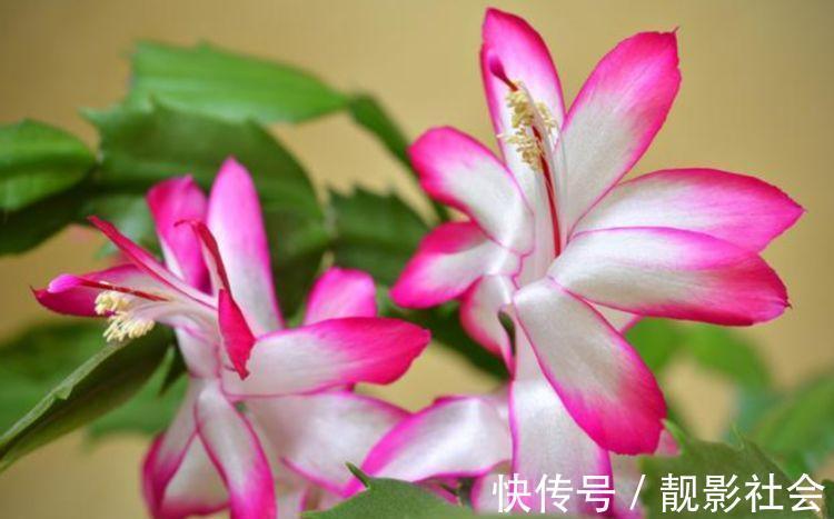 朱顶红种球|4种花被称为开花劳模，365天开花不断，每天都有花赏
