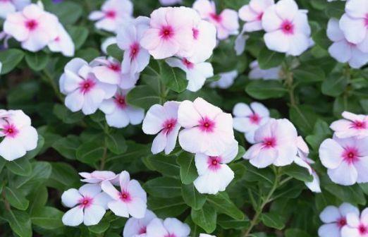 4种花超美的,开花挂满枝头,惊艳如花球