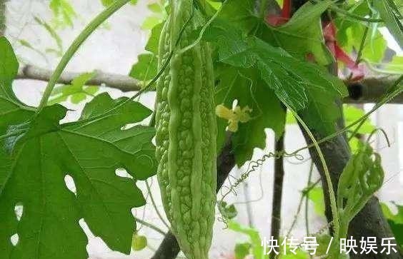 三伏天|三伏将至，重在养心、祛湿，记住“喝二茶、灸三穴”，做好四件事