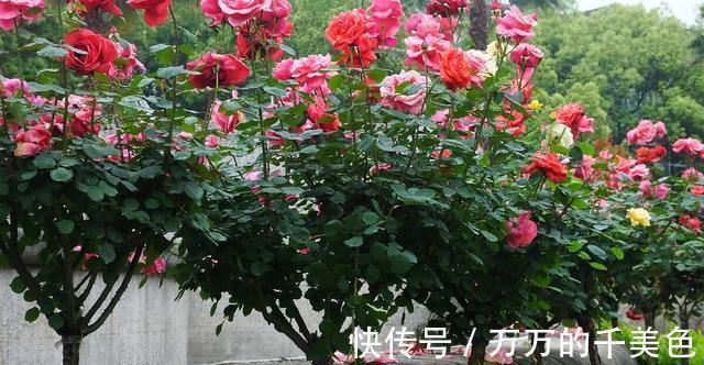成就感|月季界的新宠,手把手教你制作树状月季,自己动手更有成就感
