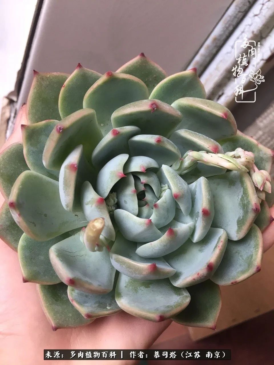 当多肉小白磕上吉娃娃！把自己都要美哭了！