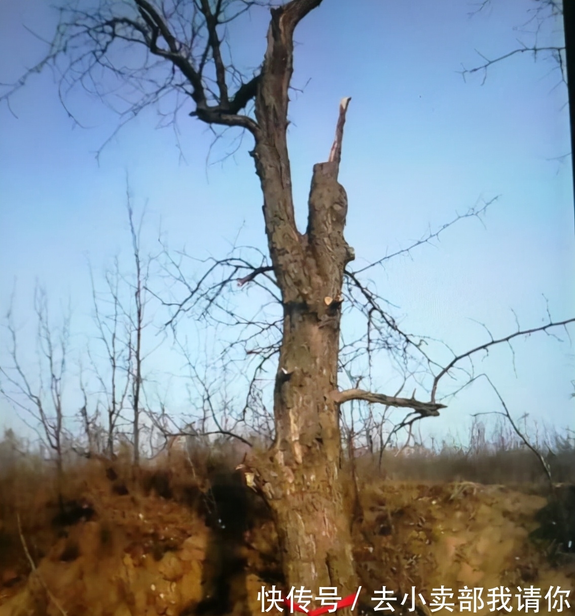 桃木&雷击木是什么东西,为何能卖1000000元,真的值吗?