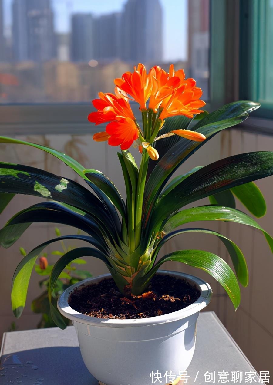 好处|植物“补光”好处很多,如何科学合理为植物补光呢?