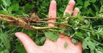 收购|农村常见的一种野草,丢在地里都没人要,现在城里人抢着收购