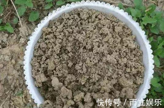 马齿苋树养成“老桩”,就靠“这液体”,10天用1次,半年就成!