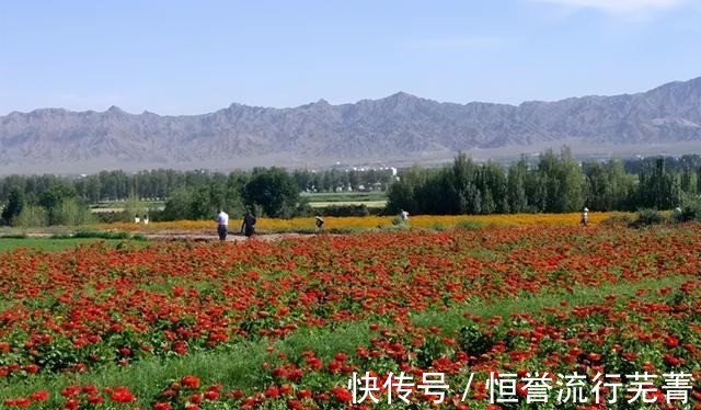 旅游|山丹旅游 ▏绚烂花海 如约而来！