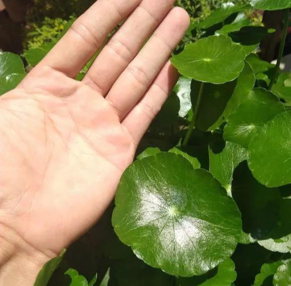 铜钱草养在这个地方,一周就爆盆,叶子能长成巴掌这么大