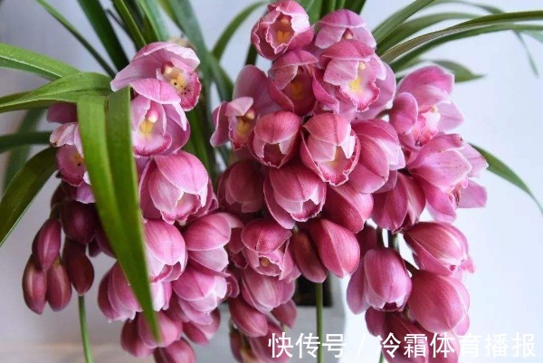 此花是财富的代名词,寓意万事如意,也代表了痴情与热爱!