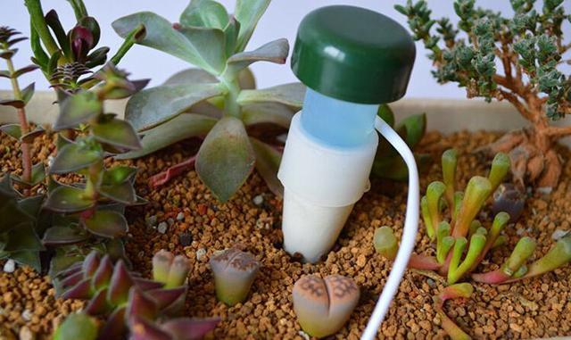 用的“养花口诀”,学会了你也能养好花,收藏了!