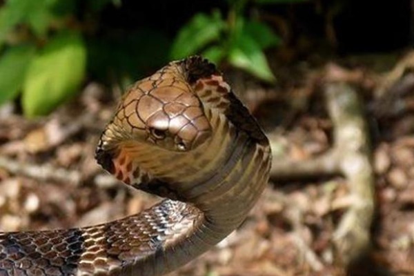 老祖宗说“进家之蛇不可打”,为何家里的蛇不能打,有何道理