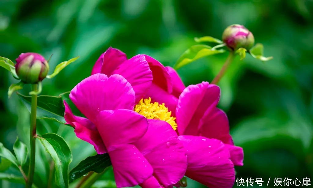 芍药花|绝美花海,北京房山这里的20万棵芍药花开得正艳!