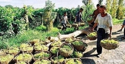 吃葡萄干|每天吃点葡萄干 身体会有这么多变化 早吃早好