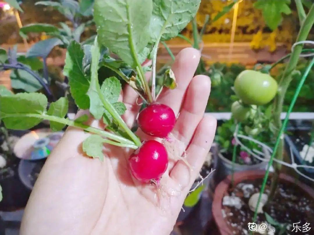 阳台养这10种菜,长得快、结果多,全家都够吃!