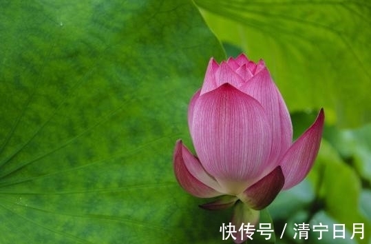 喜鹊|进入8月底，喜鹊门前叫，喜事要来到，4属相时来运转，顺风顺水