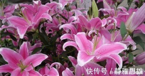 养花不开花，啥都不用学，就会用这些水浇花