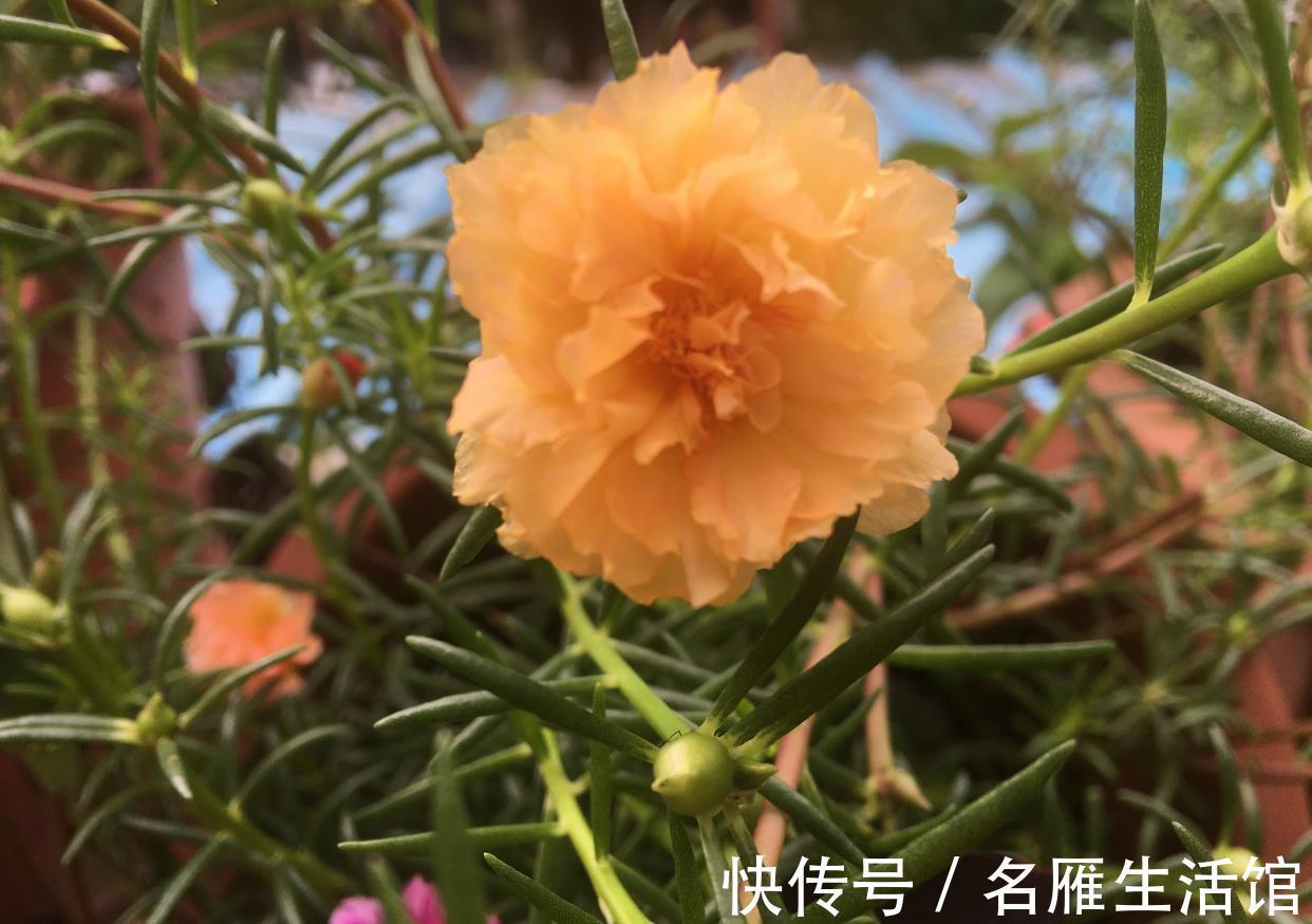 单瓣|重瓣太阳花怎么养？记住这3点，花朵多花量大，又大又鲜艳