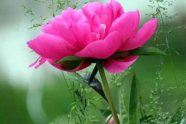 品德|好的人生，是从养成这三个好习惯开始