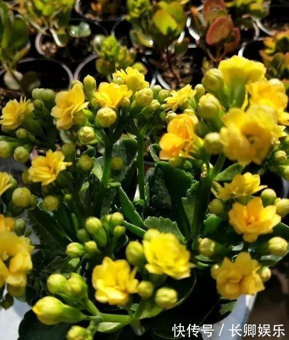 花长寿花|放在阳台不用管的花,就属这两种,开花多漂亮又好养