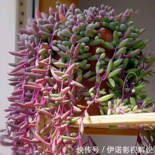 紫乐|紫色系多肉中的“小强”，皮实好养开花能力强，紫红的状态真漂亮