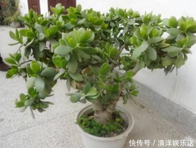 枝干|玉树四季常青，养护得当根茎木质化，养出价值高“老桩”